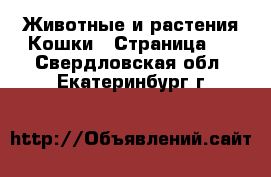 Животные и растения Кошки - Страница 6 . Свердловская обл.,Екатеринбург г.
